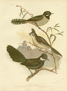 ウエスタンウィップバード、1891 作： Gracius Broinowski